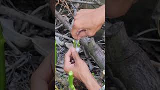 graft 2 branch segments onto 1 rootstock | Grafting DIY #125