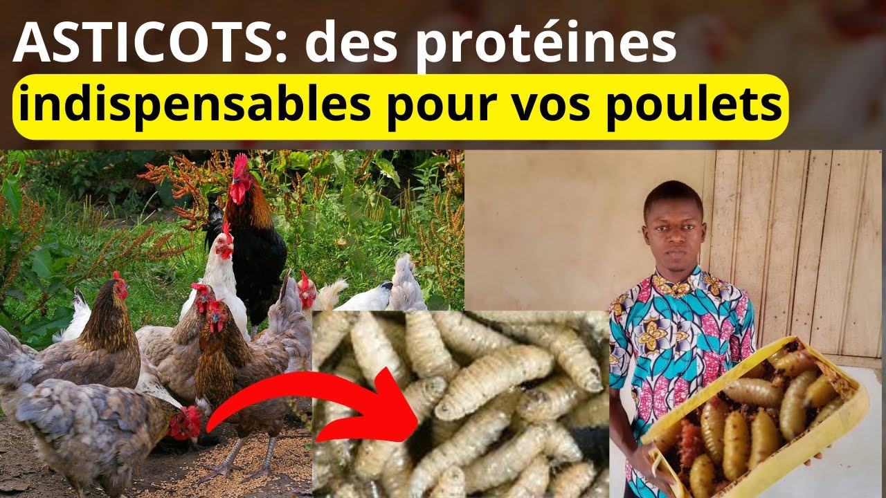comment produire des asticots chez vous à la maison ??? - YouTube
