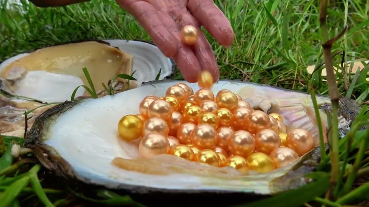 These river clams are all very mature, no wonder the pearls are so shiny and slippery
