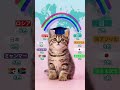 虹は7色じゃない？子猫が教える世界の色彩文化
