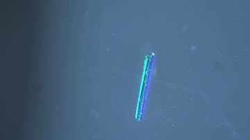 Extraordinary anisotropic thermal expansion in photosalient crystals