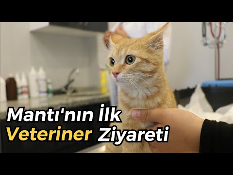 Video: Kedi Beden Dilini Anlamak