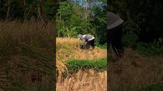 Download Lagu nadoman sunda#urangsunda #nadomansunda #fyp #trending MP3