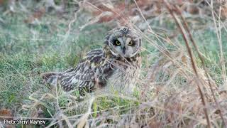 All About Owls: Short-Eared Owl