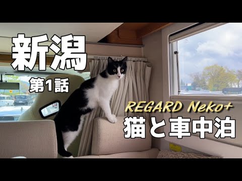 【猫と車中泊】2025GW新潟周遊の旅 第1話　チューリップ満開 国営越後丘陵公園　出雲崎 夕凪の橋　寺泊 魚のアメ横　道の駅SORAIRO国上