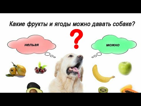 Какие фрукты и овощи МОЖНО давать собакам, а какие  НЕЛЬЗЯ???