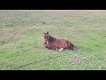 Brown horse 🐴 lies on the grass and recovers its strength / Бурая лошадь 🐎 лежит на траве #horse