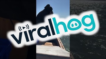 Rescuing a Bird Caught in a Fishing Net || ViralHog