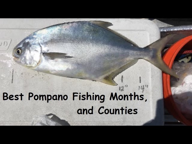 Florida Woman Ties 40-year Georgia State Record for Florida Pompano  #fishing #fish 