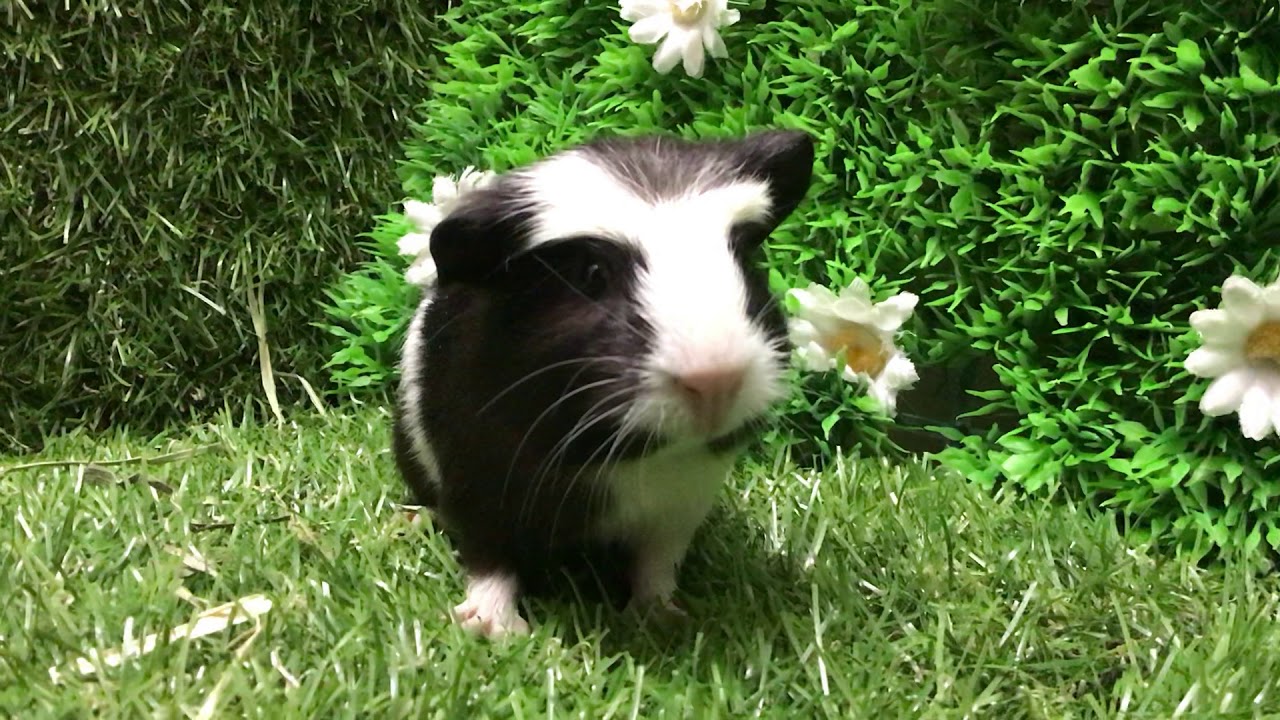 クレステッドモルモット 白黒 Youtube