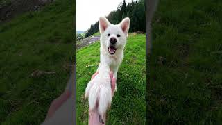 ♥White Akita Puppy's High Five Melts Hearts! ☁ #akitainu #shorts  #秋田犬 #dogs