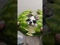 Imagine Finding This Inside a Watermelon 😂❤️