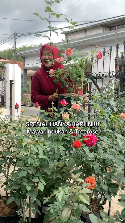 Bunga mawar indukan & treerose ready di live sale hari ini #rose #treerose #flowers #mawar