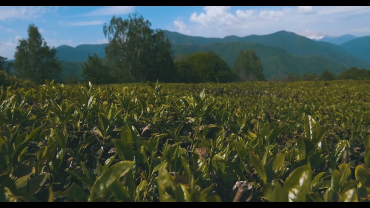 The Great Himalayan Tea