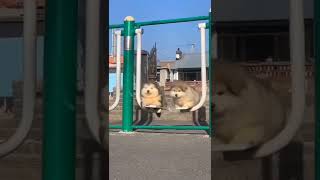 kumpulan anjing lucu #shorts #short #shortsvideo #shortvideo #dog #dogs #viral #viralvideo