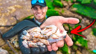 can you catch fish using nasty old shrimp? jetty fishing