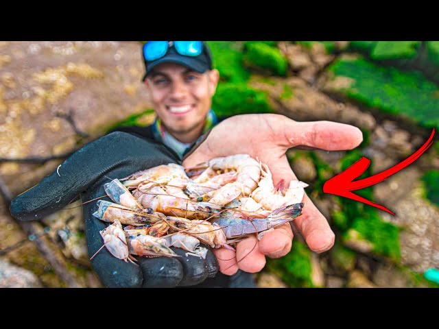 can you catch fish using nasty old shrimp? jetty fishing 