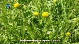 Цефалофора (Цефалофора ароматная)