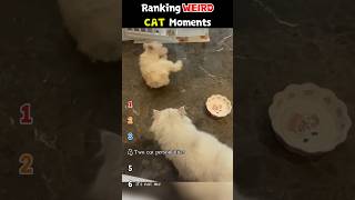 Ranking WEIRD Cat Moments #shorts