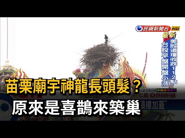 苗栗廟宇神龍長頭髮？ 原來是喜鵲築愛巢－民視台語新聞