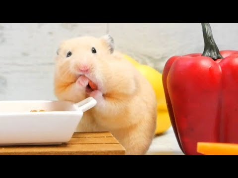 【ASMR】ハムスターの咀嚼音? Hamster's meal scene【音フェチ】