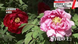 上野東照宮　サクラとの競演「ぼたん祭」