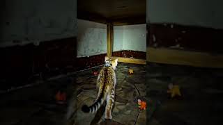 Cat POV at Night 🐱 Real Micro Camera Crawlspace Footage #wildlife #pov