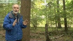 Valuing Trees - what is a tree worth?