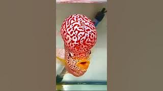 😍 Big head King Kamfa Flowerhorn cichlids 😍 #shorts #flowerhornfish #trandingshorts