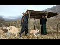 Survival in the mountains | Nomadic family building a shelter 🛖 in the cold of winter 🏔️🔥