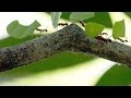 Ant Ecology and Refuse Impact