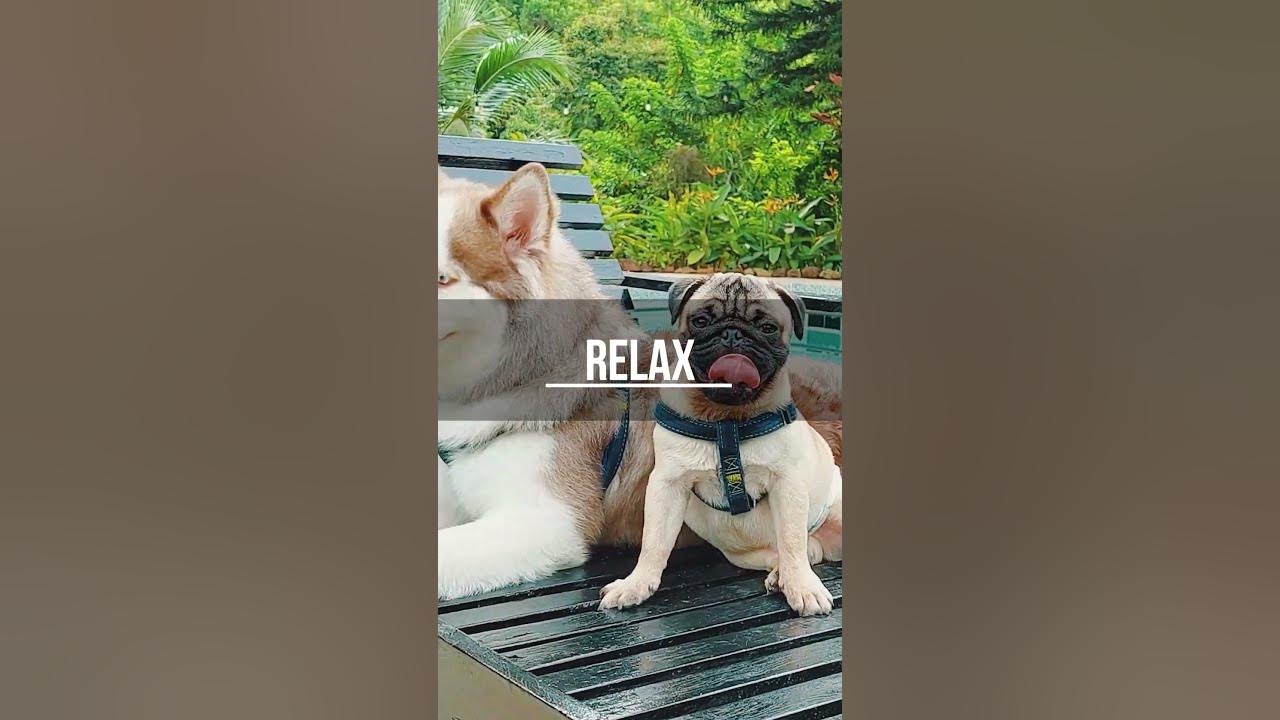 glamping-in-tanay-rizal-dogs-are-allowed-at-this-pet-friendly-resort