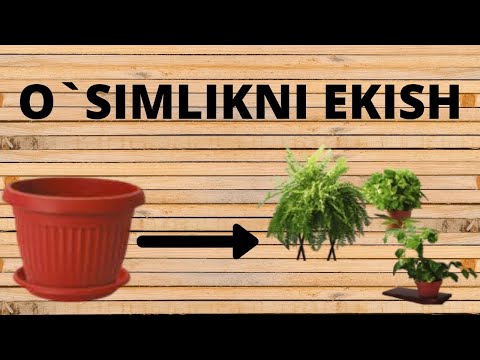 Video: O'simlik Ildizlari Qanday O'zgaradi