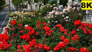 バラ園の風景 mqdefault.jpg