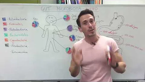 What do Bacteroides do in the gut?