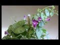 Time lapse of a morning glory opening/closing