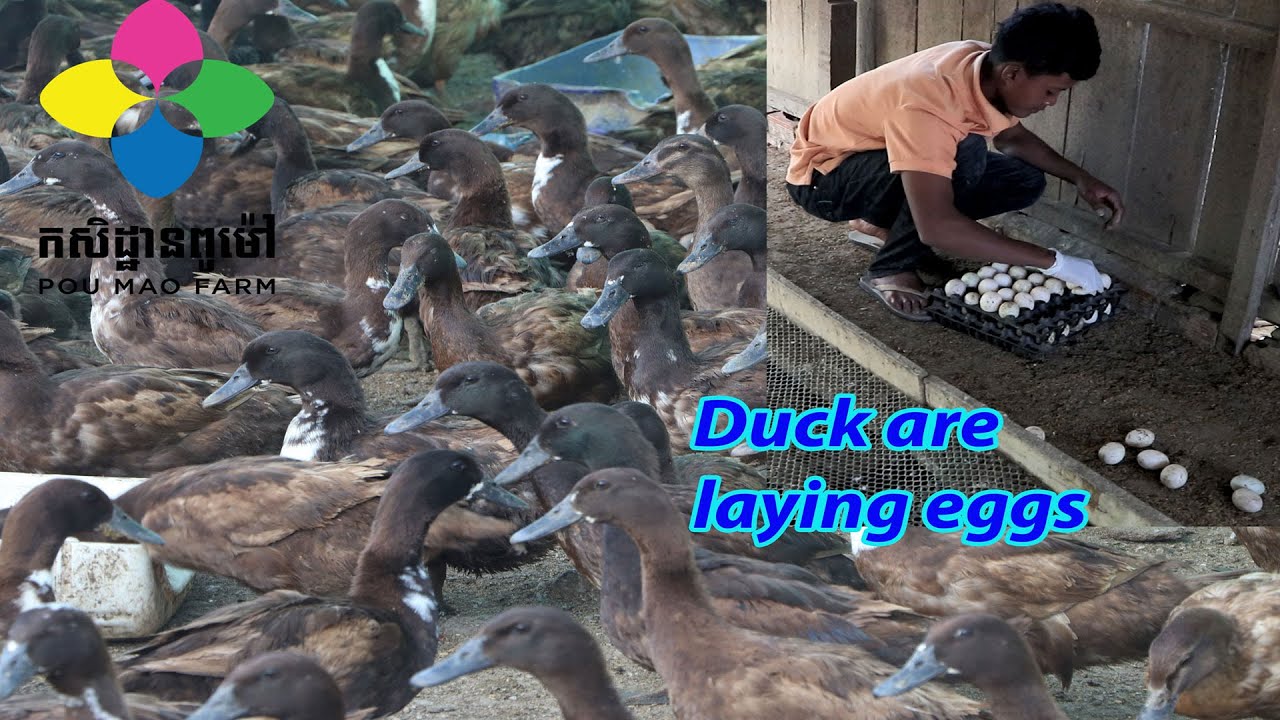Around 50% of our ducks are laying eggs now / a good income source