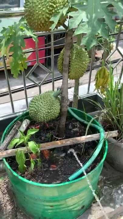 DURIAN Montong Dalam Pot Rumah