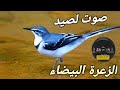 صوت لصيد الزعرة البيضاء 2025 صوت لصيد الزعرة البيضاء 2025