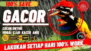 tengkek buto vs pelatuk bawang - masteran kacer cucak ijo murai batu anis