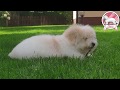 PADME The Sweetest Coton - Coton de Tulear puppy