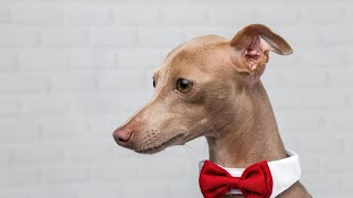 Low Shedding Italian Greyhounds  Tips for Managing Shedding