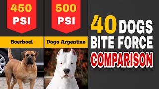 Which Dogs Have the Strongest Bite? Top 40 Breeds Compared