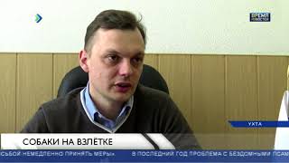 Собаки на взлетке Собаки на взлетке