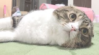 【猫】久々にママとくつろぐぽこ太郎【スコティッシュフォールド】【Scottish Fold】