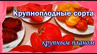 Крупноплодные томаты. Самые ранние сорта открытого грунта.