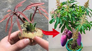 SUMMARY OF MANGO GROWING TECHNIQUES, using only bananas or onions in many ways
