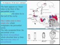 (CVS) 1  Development Of the Heart