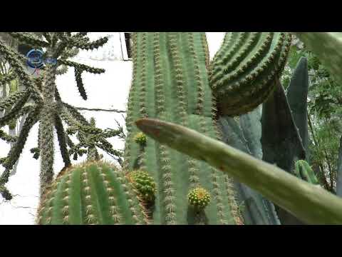 Videó: Miért Kell A Kaktuszok Tövis