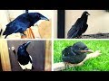 Meet our Pet Crows and Magpie